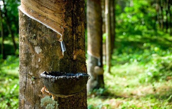 Thấy gì từ ngành cao su Ấn Độ và nỗ lực phát triển bền vững chuỗi giá trị 